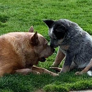 Meet your Posher, Debbie